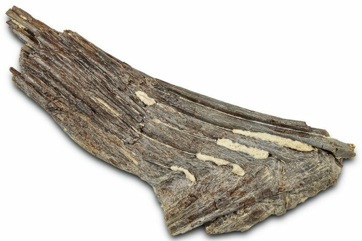 Ray-Finned Fish (Ichthyodectes) Vertebrae w/ Ribs - Kansas #331037